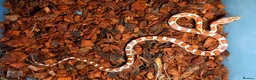 Corn Snake reptiles for sale: Corn snake 2025 / 2026 cornsnake hatchlings  - Advert 12