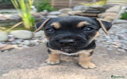 Jack Russell dogs for sale: Jack Russell/Pug puppies  - Image 1