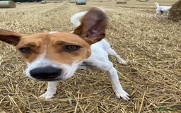 Mixed Breed dogs for adoption: Roscoe Looking For His Forever Home  - Image 5