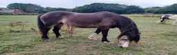 Welsh Section A horses for sale: 12 hh weich section A - Advert 1