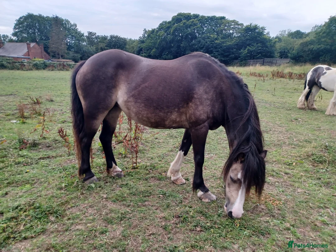 Welsh Section A horses for sale: 12 hh weich section A - Advert 1