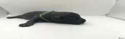 Schnoodle dogs for sale: Exceptional F1 Blue Schnoodle Puppies  - Advert 19