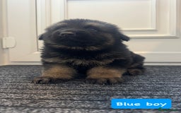 German Shepherd dogs for sale: Long haired German Shepherd puppies - Image 5