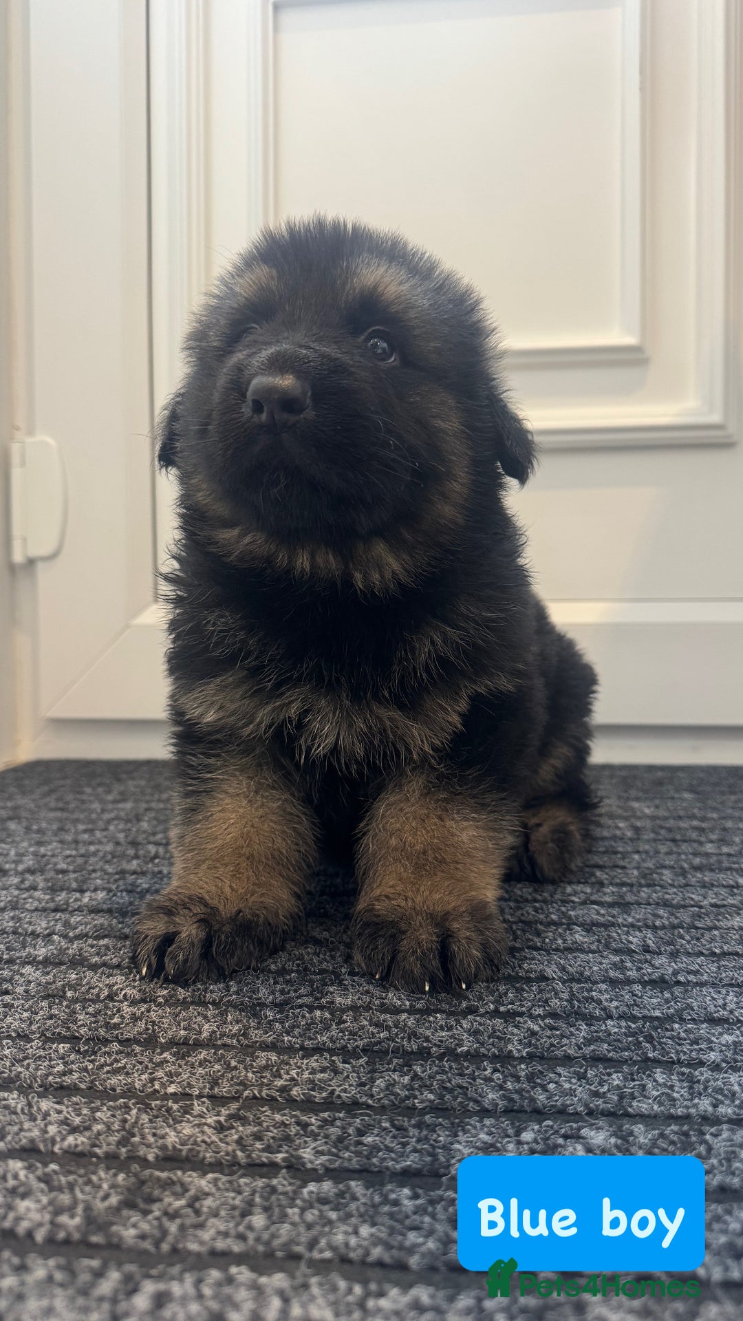 German Shepherd dogs for sale: Long haired German Shepherd puppies - Image 5