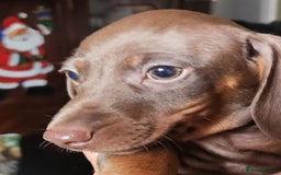 Miniature Dachshund dogs for sale: Dashound puppies for sale  - Image 8