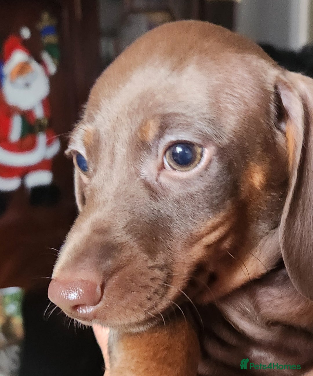 Miniature Dachshund dogs for sale: Dashound puppies for sale  - Image 8