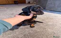 Miniature Dachshund dogs for sale: Outstanding litter of miniature Dachshund Puppies - Image 11