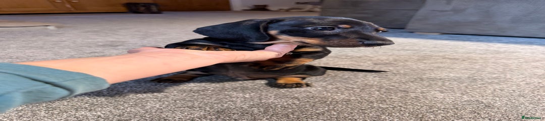 Miniature Dachshund Puppy 2