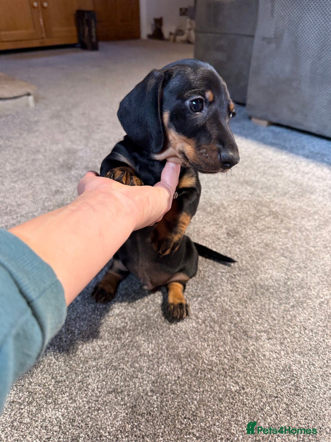 Miniature Dachshund dogs for sale: Outstanding litter of miniature Dachshund Puppies - Image 11