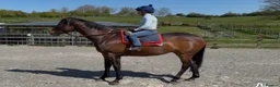 English Thoroughbred horses for sale: Louie 5 year old tb - Advert 6