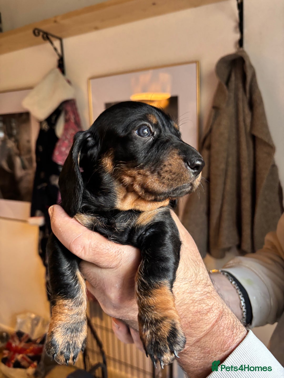 Dachshund dogs for sale: Four beautiful wire haired boys - Advert 24
