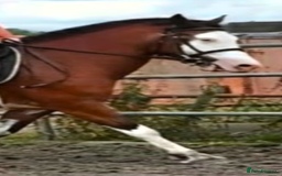 Welsh Section D horses for sale: Beautiful 14.2 mare  - Image 4