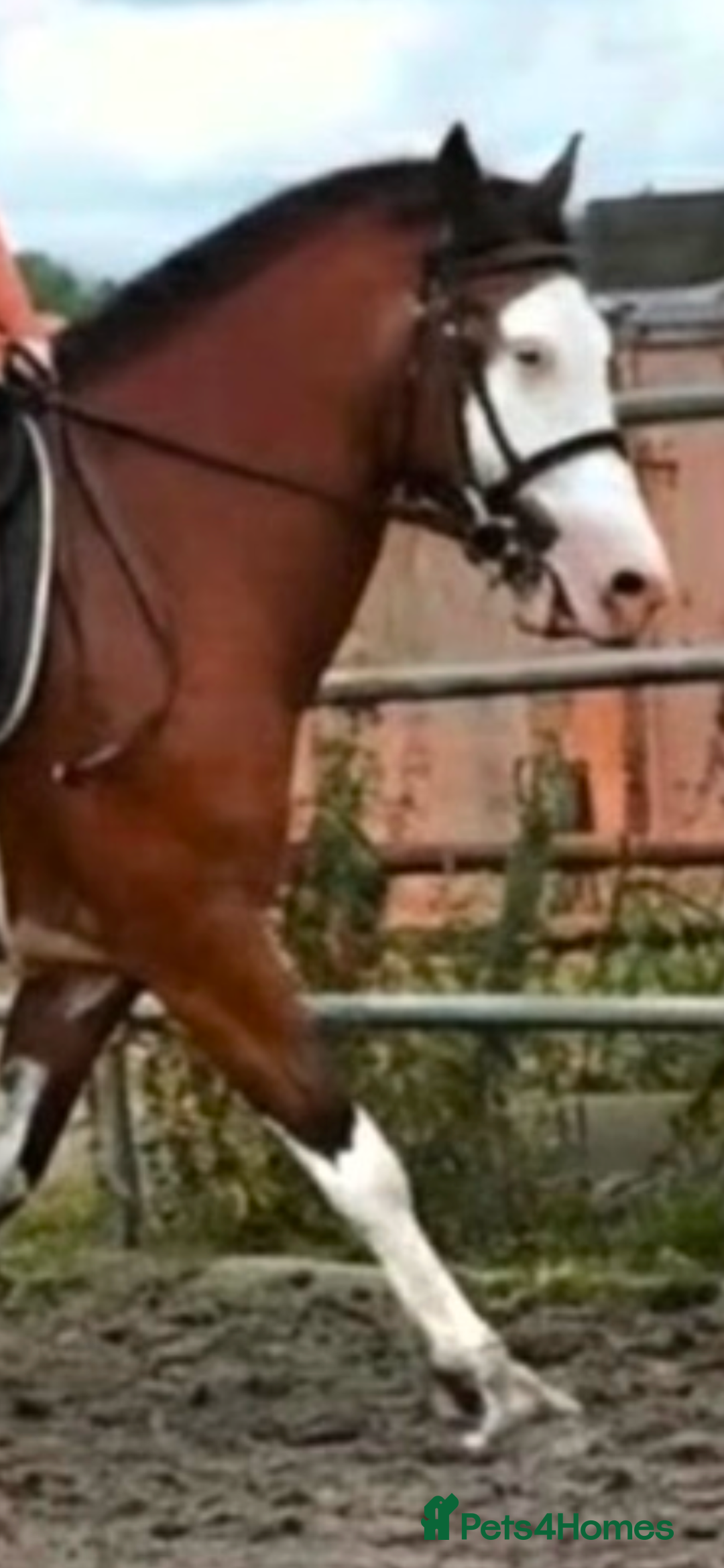 Welsh Section D horses for sale: Beautiful 14.2 mare  - Image 4