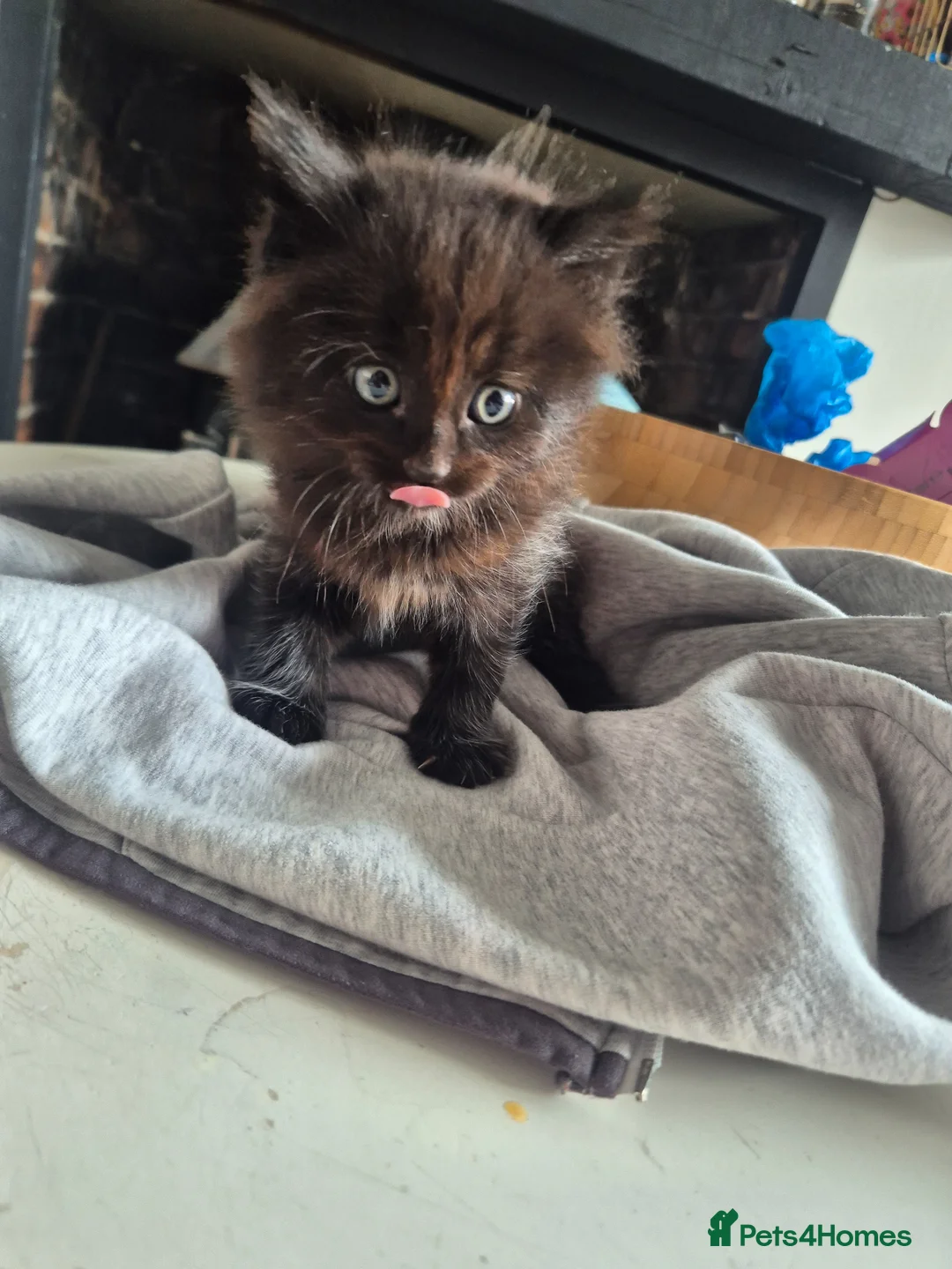 Mixed Breed cats for sale: Kittens for sale  in Doncaster - Advert 1