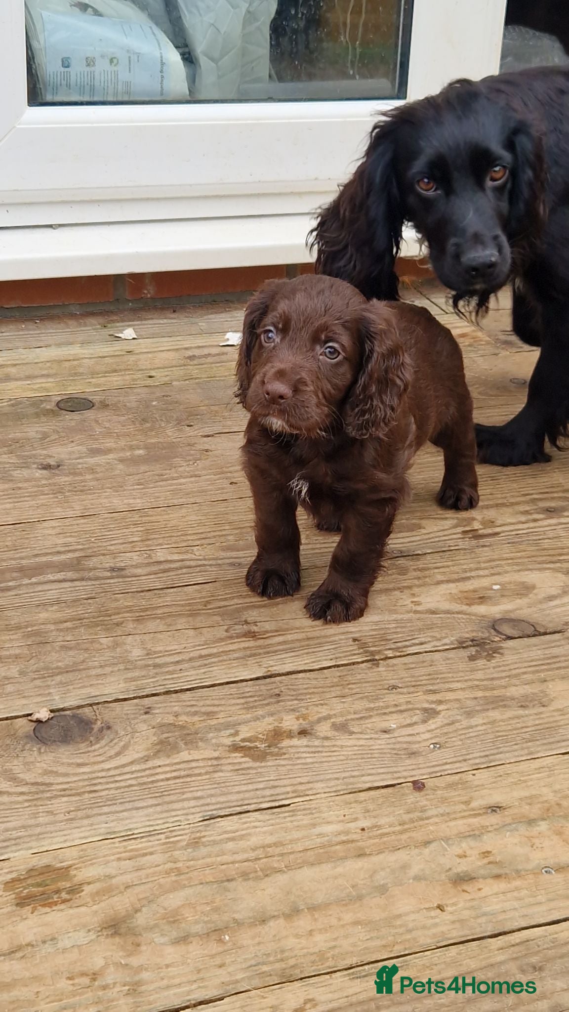 Cocker Spaniel dogs Working cocker spaniel puppies  - Advert 2