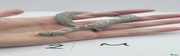 Snake reptiles for sale: Baby Western Hognoses mixed sex and morphs From - Advert 21