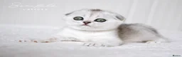 Scottish Fold cats for sale: Scottish Fold Healthy & Socialised - Advert 5