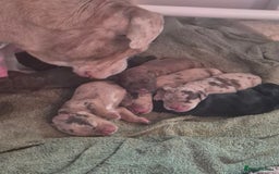 Mixed Breed dogs for sale: Cockerbull Puppies - Image 4