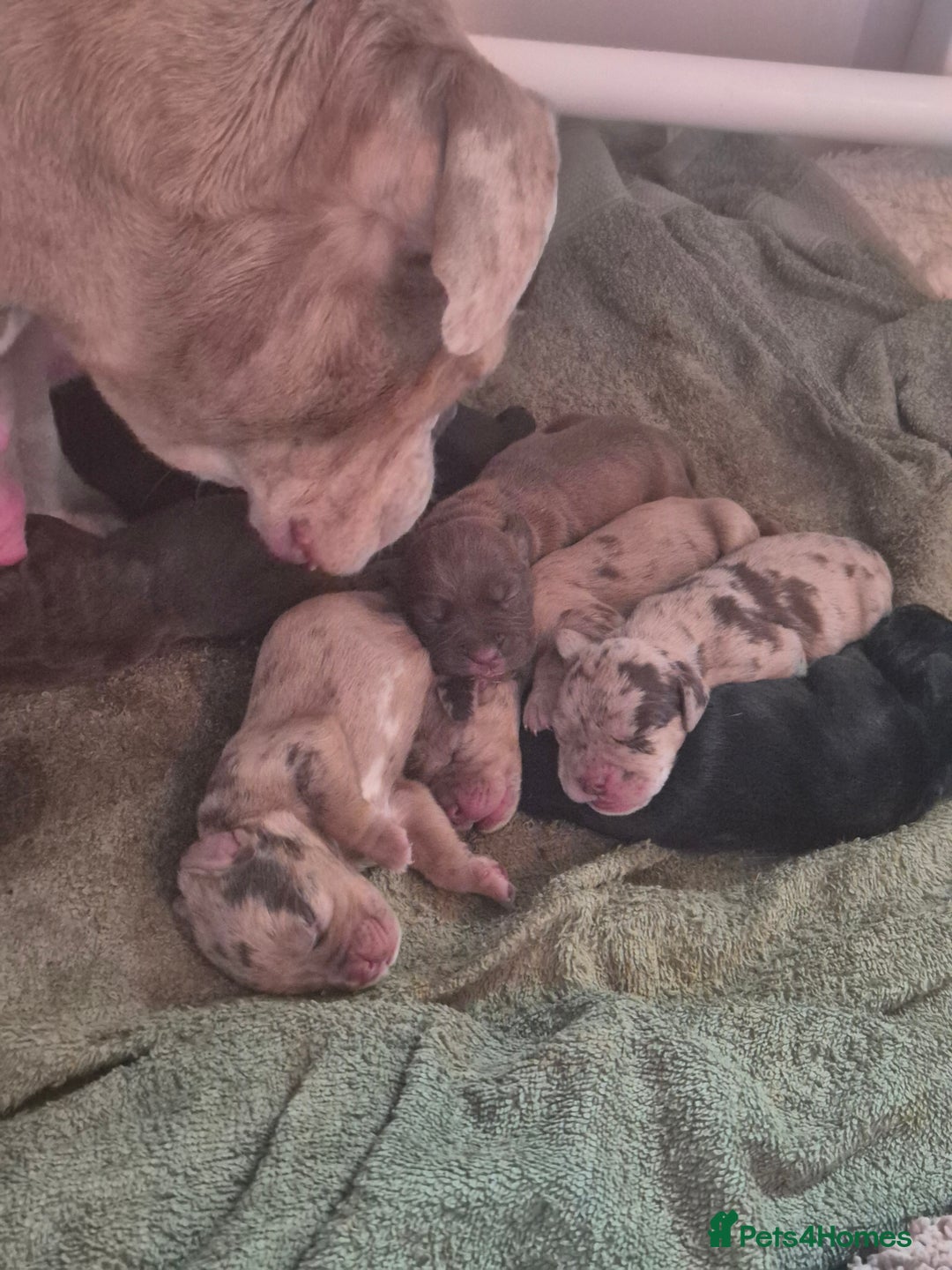 Mixed Breed dogs for sale: Cockerbull Puppies - Image 4