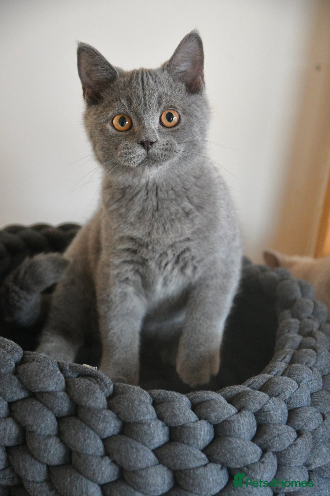 British Shorthair cats for sale: GCCF British Shorthairs Ready now  - Image 5