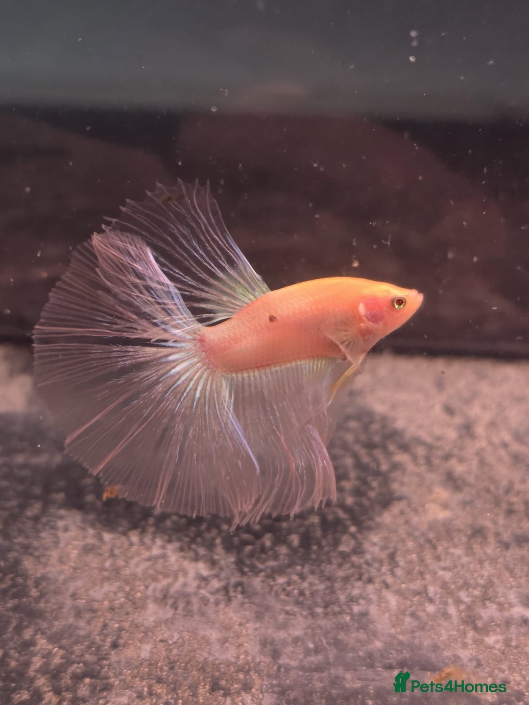 Bettas fish for sale: Broadheath Bettas  - Advert 8