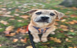 Mixed Breed dogs for sale: leela 18 week old pup - Image 2