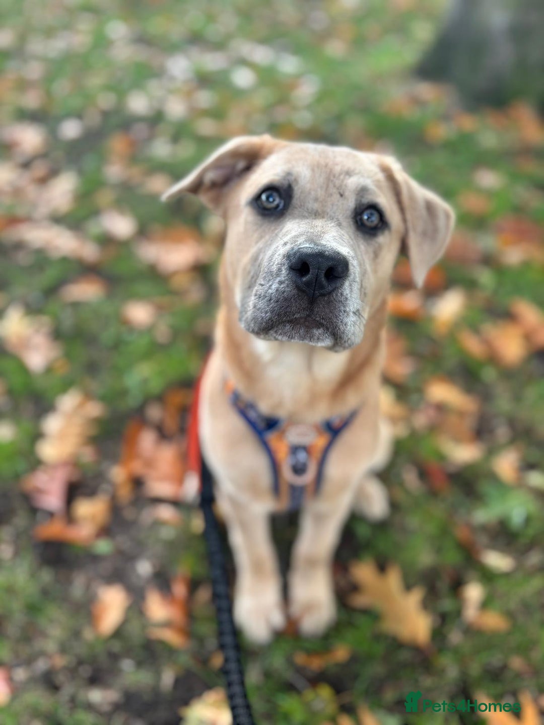 Mixed Breed dogs for sale: leela 18 week old pup - Image 2