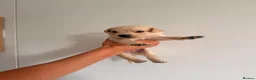 Goldador dogs for sale: Goldador Puppies - Advert 7