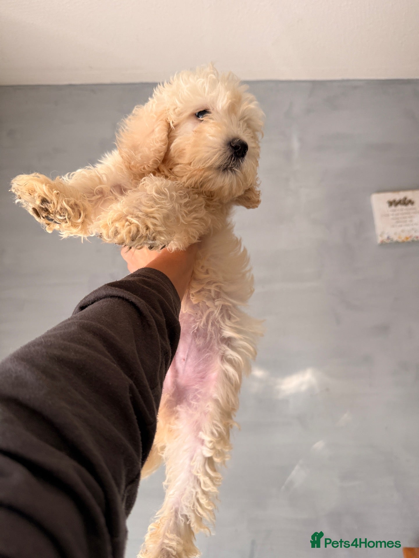Goldendoodle dogs 4 Goldendoodle pups for sale all boys 💙💙 - Advert 1
