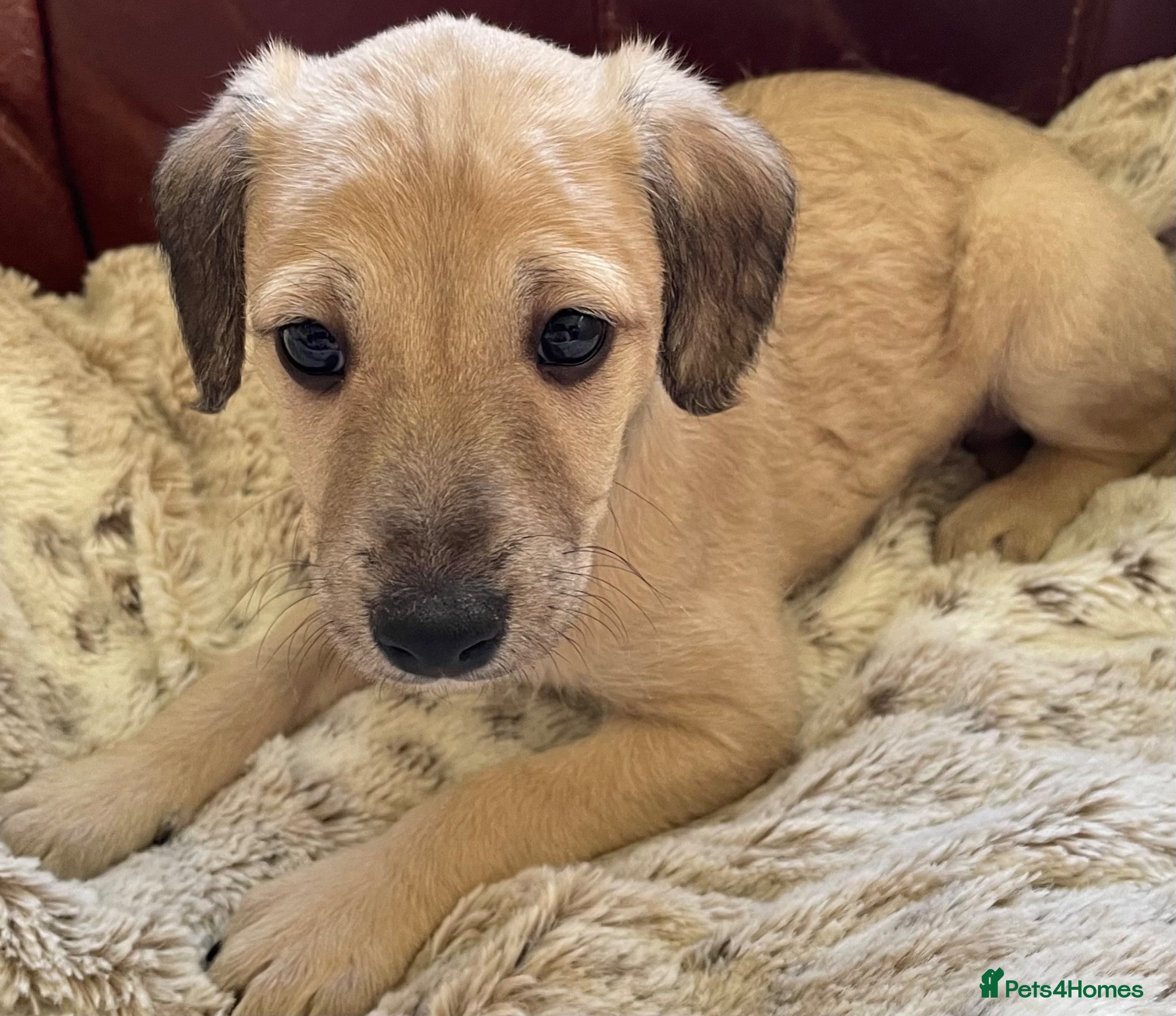 Mixed Breed dogs F1 Bedlington /Whippet  puppy - Advert 2