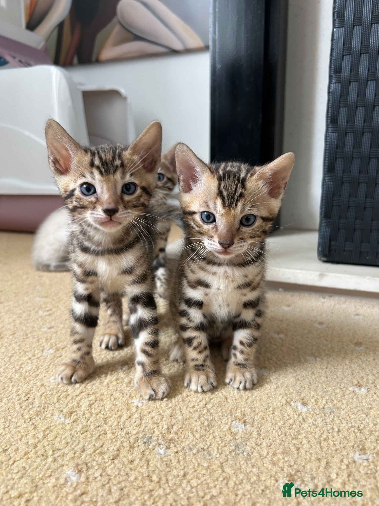 Bengal cats Bengal kittens - Advert 2