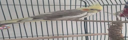 Cockatiels birds for sale: Cockatiel (female) and Latino Kakariki (male) in Neston - Advert 2