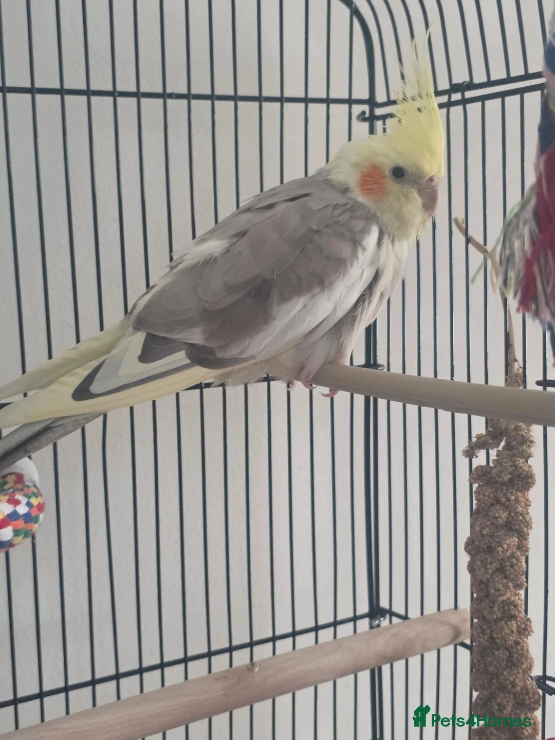 Cockatiels birds for sale: Cockatiel (female) and Latino Kakariki (male) in Neston - Advert 2