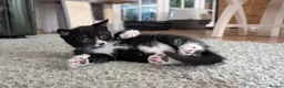 Mixed Breed cats for sale: Tuxedo brother and sister - Advert 4