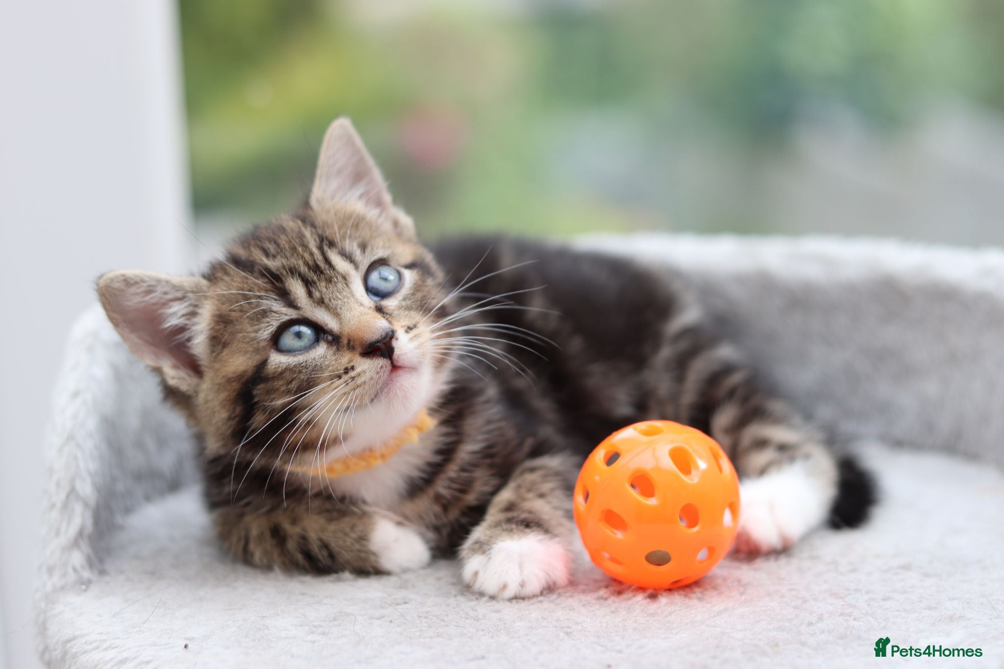 Mixed Breed cats Tabby Kittens Ready Soon - Advert 7