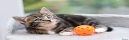 Mixed Breed cats for sale: Tabby Kittens Ready Soon - Advert 1