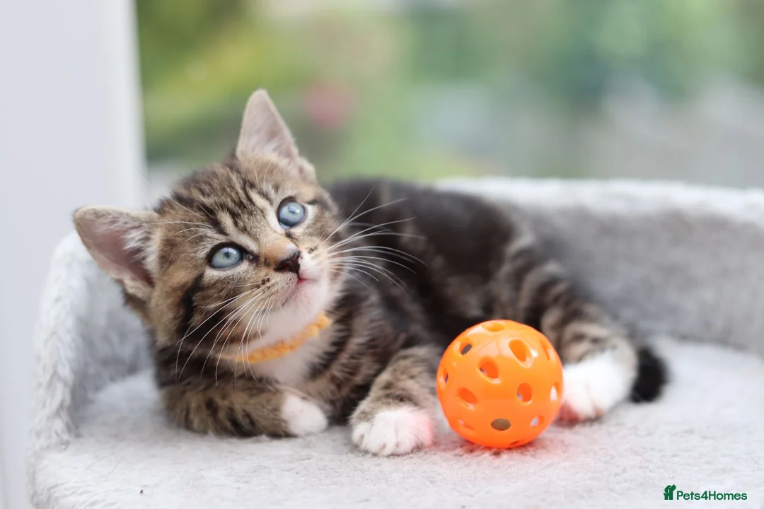 Mixed Breed cats for sale: Tabby Kittens Ready Soon - Advert 1
