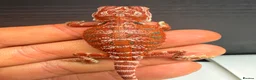 Bearded Dragon reptiles for sale: Stunning Baby Bearded Dragons – Monster x Spanish  - Advert 13