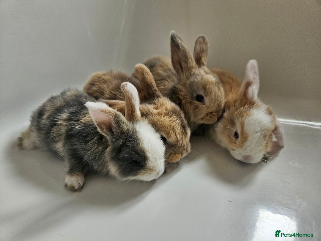 Mini Lop rabbits for sale: Ready now. Beautiful pure breed mini lop Bunnies - Image 2