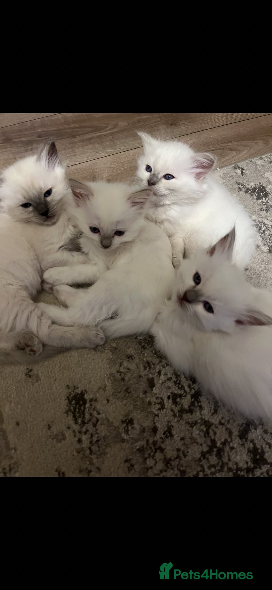 Ragdoll cats for sale: Bluepoint ragdoll crossed Lilac - Advert 1