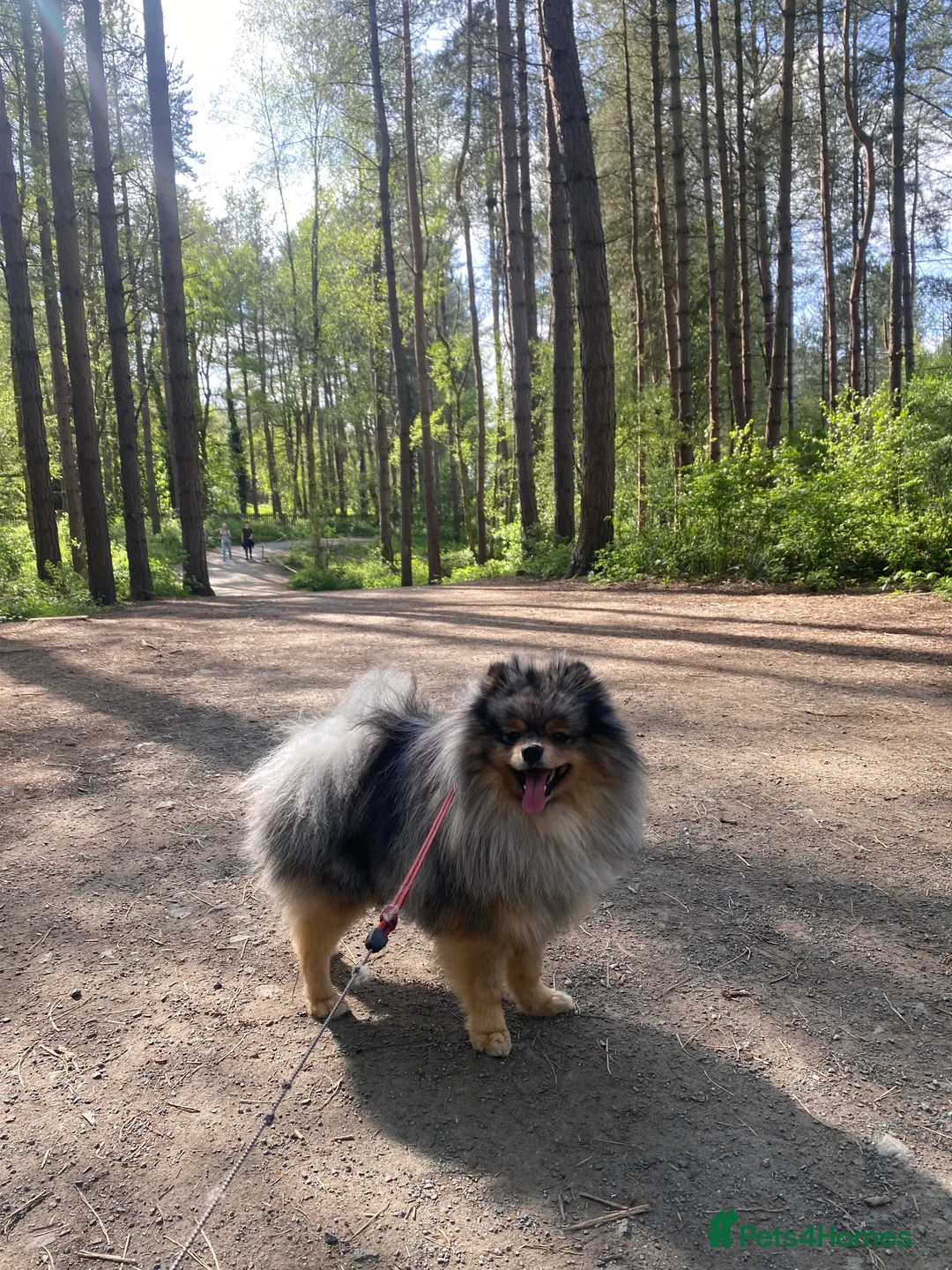 Pomeranian dogs for stud: Merle Pomeranian Stud  in Liverpool - Advert 4