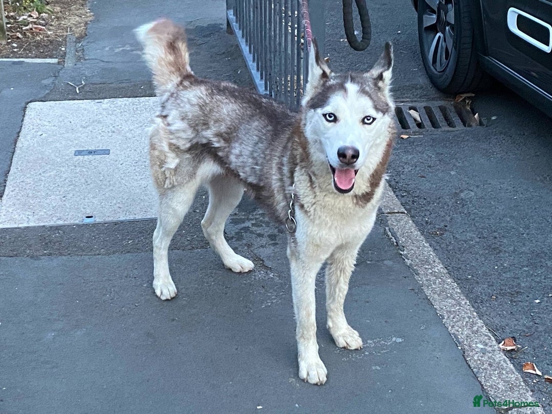 Siberian Husky dogs for sale: sibirian husky - Image 9