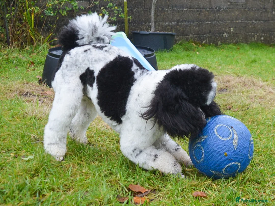 Miniature Poodle dogs for stud: Gorgeous Parti Miniature Poodle - Advert 7