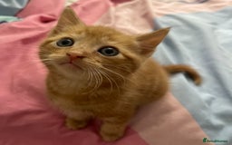 Domestic Shorthair cats for sale: 2 Ginger males 2 calico female 1 tabby female - Image 8