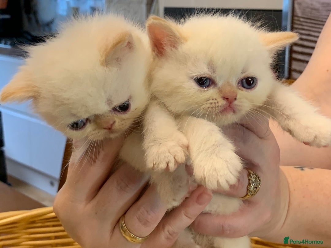 Persian cats for sale: Exotic persians  - Image 22