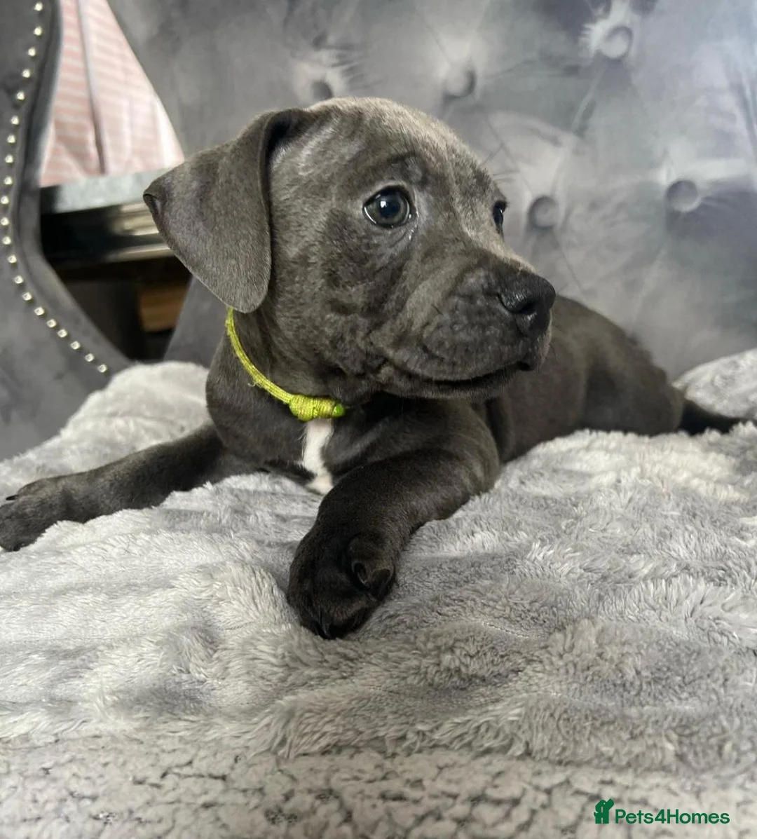 Staffordshire Bull Terrier dogs for sale: Blue Staffordshire bull terrier puppies in Luton - Advert 4