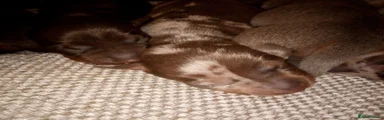 Miniature Dachshund 3