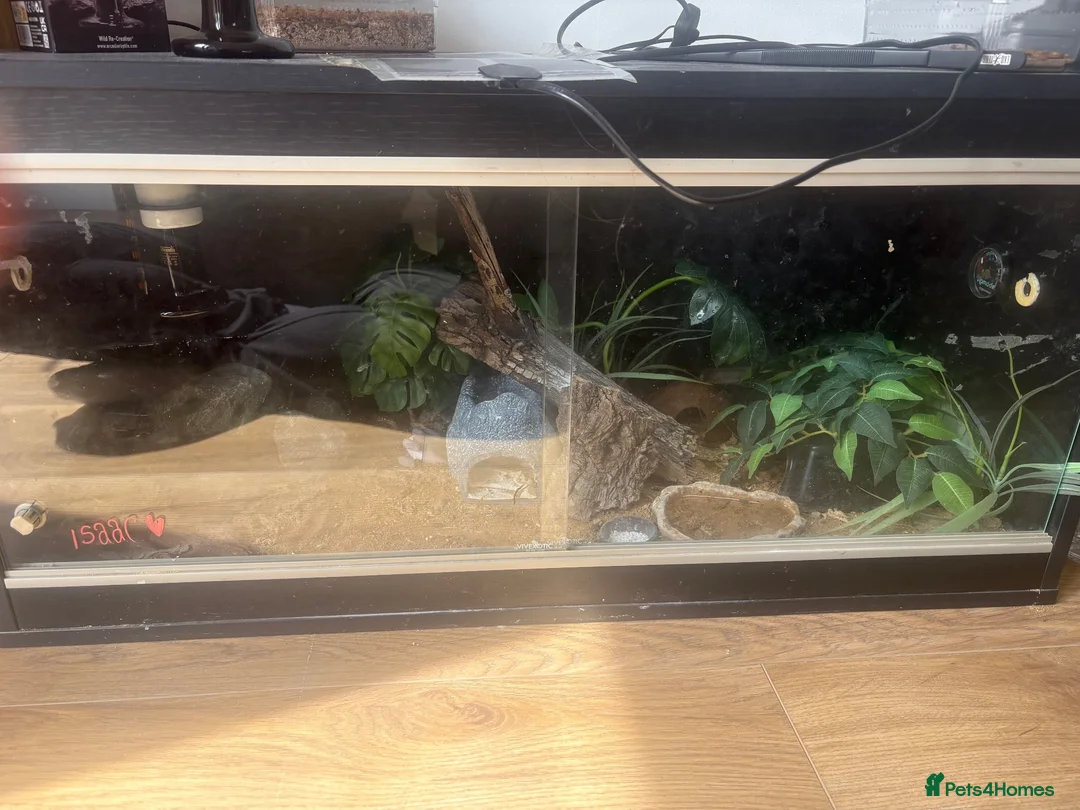 Leopard Gecko reptiles for sale: Leopard gecko - Advert 2