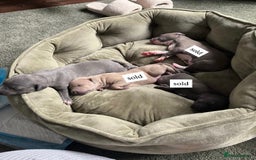 Italian Greyhound dogs for sale: 1 Italian Greyhound Puppy Girl / Bitch For Sale! - Image 5