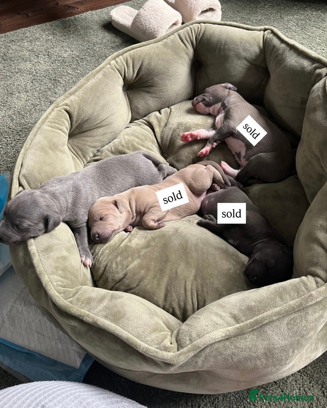 Italian Greyhound dogs for sale: 1 Italian Greyhound Puppy Girl / Bitch For Sale! - Image 5